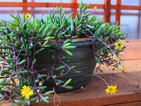 7 Popular Hanging Succulent Plants - World of Succulents