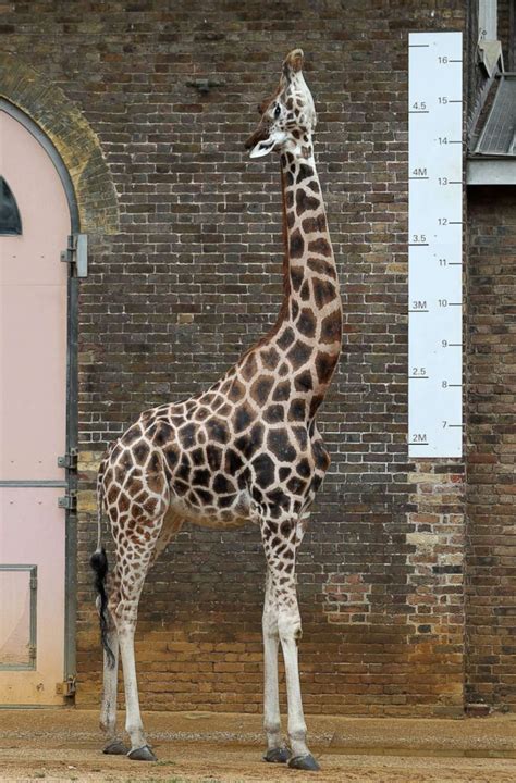 London Zoo weighs, measures all of its animals in adorable event - ABC News