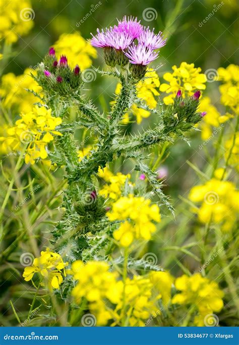 Thistle flower stock image. Image of botany, inflorescence - 53834677