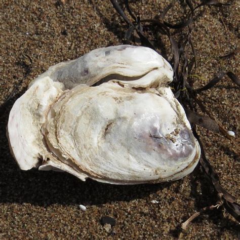 American Oyster - SpeciesInfo