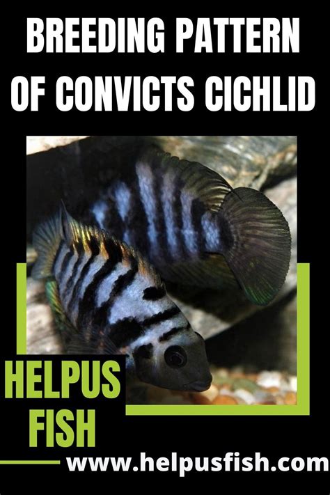 Breeding Pattern Of Convicts Cichlid | Cichlids, African cichlids, Fish pet