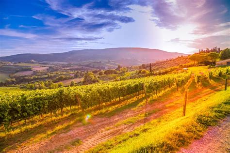 Tuscany vineyards stock image. Image of europe, blue - 105802467