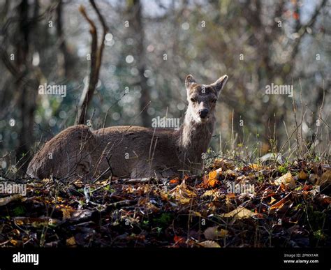 Wild Sika deer, Dorset, UK Stock Photo - Alamy