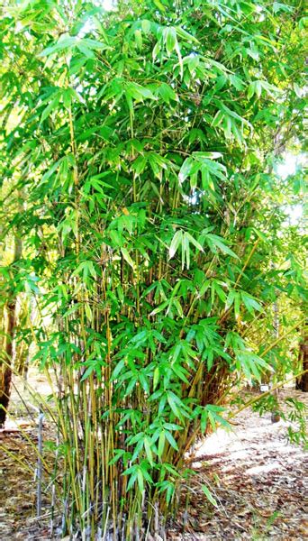 Buluh Telor bamboo - Bamboo Australia | Sunshine Coast