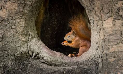 Difference Between a Ground Squirrel and Tree Squirrel - Squirrelcontrol.ca