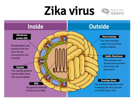 Mind the Graph Blog Zika virus: The awarded study that brings new light to the long-term ...