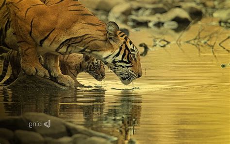 HD wallpaper: animals, baby animals, big cats, bing, Tiger, water | Wallpaper Flare