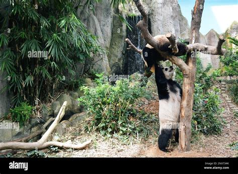 Two playful pandas are playing with each other Stock Photo - Alamy