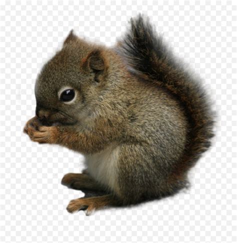 Edit Emoji,Squirrel Emoji - free transparent emoji - emojipng.com