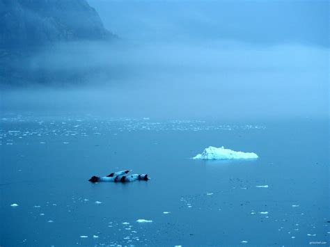 Alaska Cruise: Cruising Through Glacier Bay | Girl-in-Chief