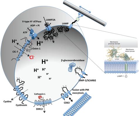 Lysosomal Membrane Proteins and Their Central Role in Physiology - Schwake - 2013 - Traffic ...