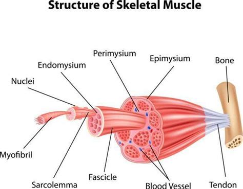 What is the structure of skeletal muscle?