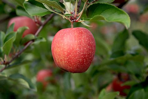 Gala Apples | Produce Geek