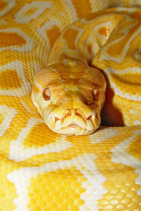 Burmese python 4 | Yellow animals, Pet snake, Cute reptiles