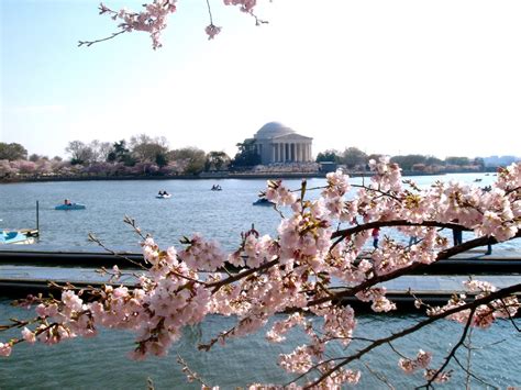 Postcards from D.C., Washington’s Cherry Blossoms! – TOP SECRET WASHINGTON