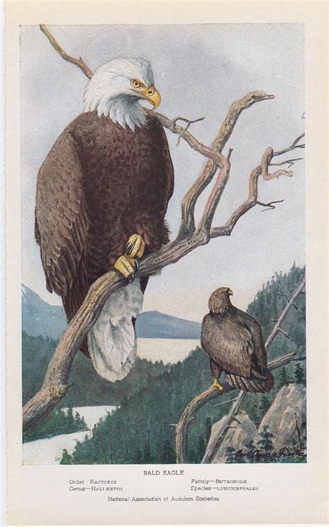 Vintage Audubon Bird Print - 1925 - Bald Eagle. American Bald Eagle art ...