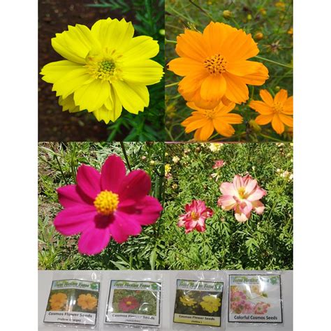 Cosmos Flower Seeds w/ Different Colors | Shopee Philippines