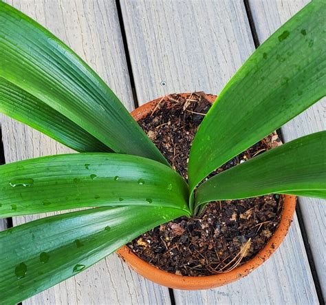 Two Clivia Miniata Plants Rare Crosses 3 Years Old With 5 - Etsy