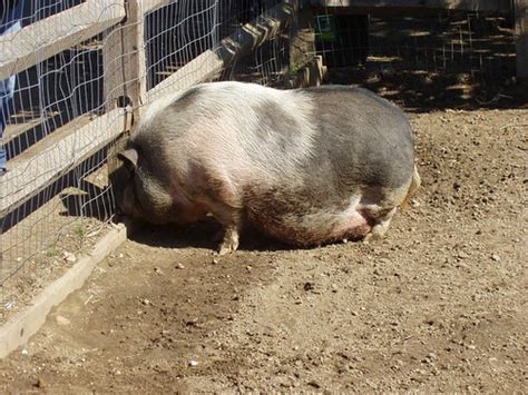 FATTEST PIG EVER | lizhannah | Flickr