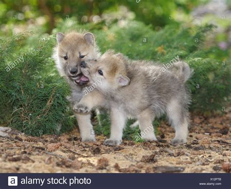 Arctic Wolf Pup High Resolution Stock Photography and Images - Alamy