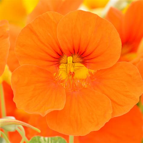 Nasturtium Companion Plants - Organic Gardener Pro