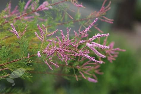 Buy tamarisk Tamarix ramosissima 'Pink Cascade': Delivery by Waitrose ...