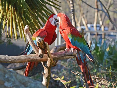 The Online Zoo - Red-and-green Macaw