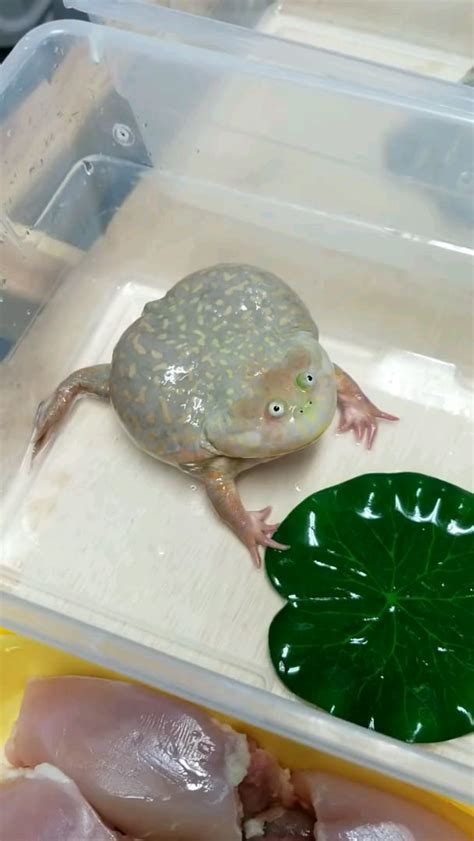 Budget frog screaming : r/oddlyterrifying