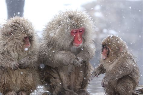 [Hidden Wonders of Japan] Waiting for Spring In Jigokudani Snow Monkey Park | JAPAN Forward