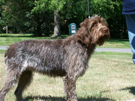 Everything Top Dog: Wirehaired Pointing Griffon