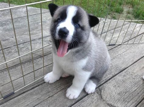 Husky Akita mix puppy | Akita, Cute dogs, Puppies