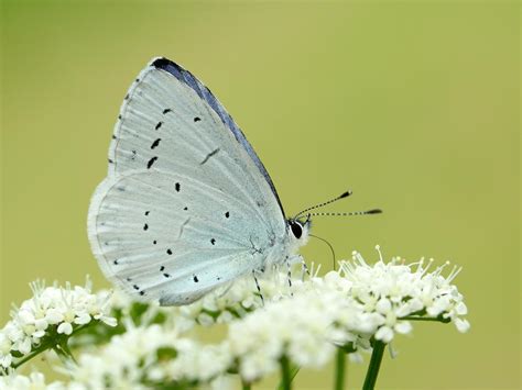 Holly Blue | Butterfly Conservation