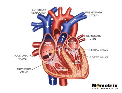 Blood Flow In The Heart Dvs Store | innoem.eng.psu.ac.th