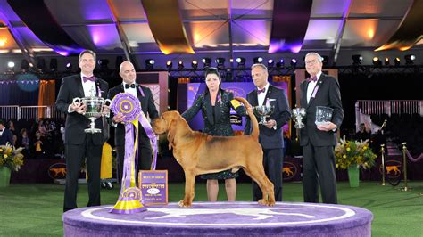 Who Won Best In Show At Westminster Dog Show