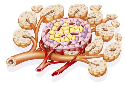 The 12 Animal Organ Systems and Their Functions