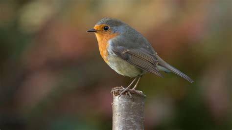 European Robin Wallpapers - Wallpaper Cave