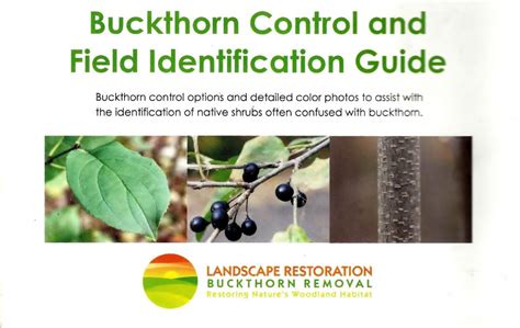 Buckthorn Control and Field Identification Guide | Landscape Shopping Cart