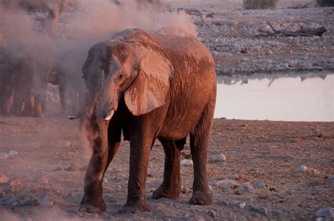 5 reasons to go on safari in Namibia | African Overland Tours