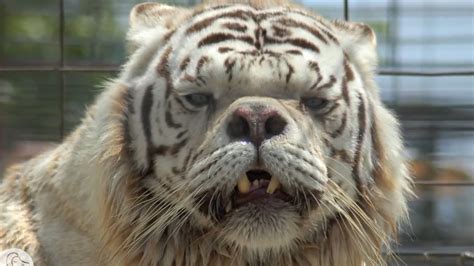 Downs Syndrome Tiger - White Tigers Are Not A Real Species - YouTube ...