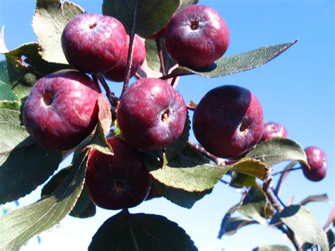 Malus Thunderchild - The Site Gardener