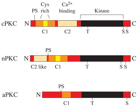 The human PKC gene family. PKC proteins are classified into...