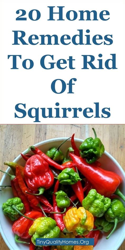 20 Home Remedies To Get Rid Of Squirrels (Squirrel Repellents) | This Guide Shares Insights On ...