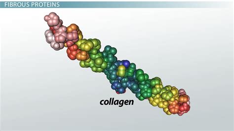 Extracellular Matrix | Function, Structure & Components - Lesson | Study.com