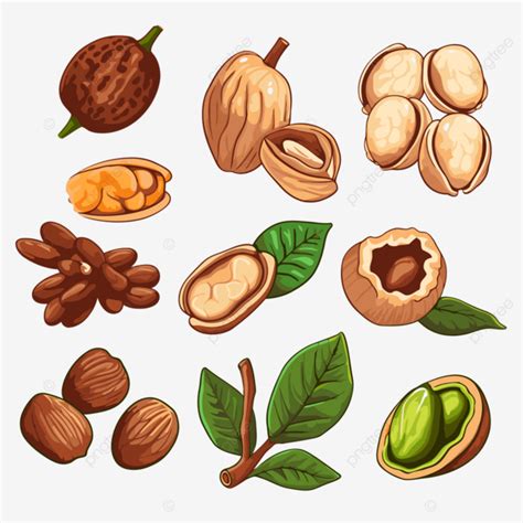 Nuts Clipart Cartoon Nuts And Seeds Set With Nuts On The White Background Vector, Nuts, Clipart ...