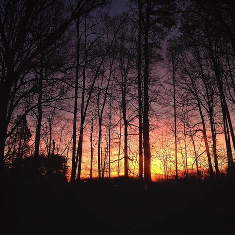 Sunset In The Woods Photograph by Michael Tuck