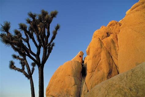 Joshua Tree National Park | California, USA, Hiking, Camping | Britannica