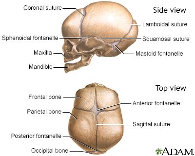 Cranial sutures Information | Mount Sinai - New York