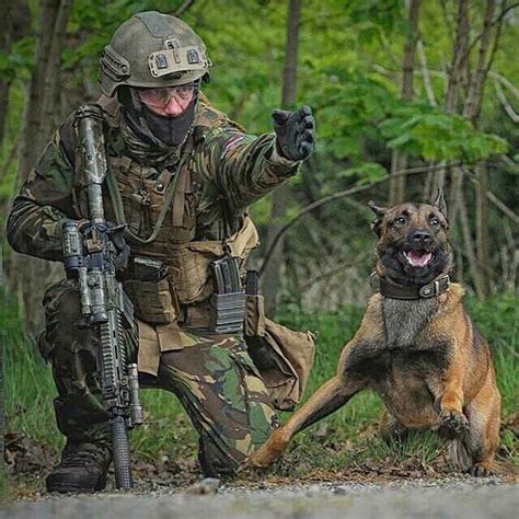 K9 Dogs In Action