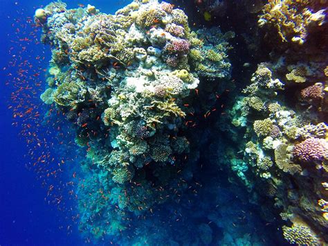 Ras Mohammed National Park: Egypt’s underwater paradise among the best protected marine reserves ...