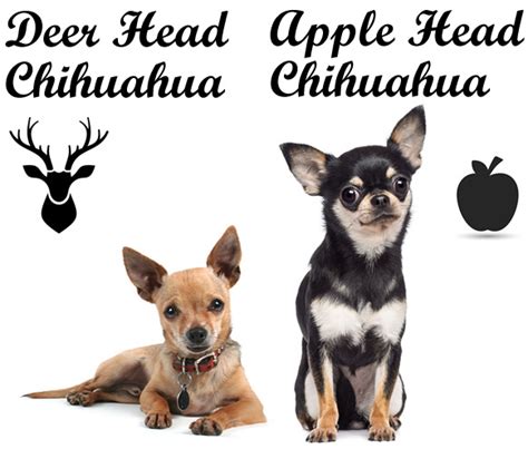 Deer Head vs Apple Head Chihuahua: What's the Difference?